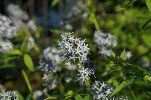 Amsonia tabernaemontana 'Stella Azul' liebt einen sonnigen bis halbschattigen Standort im Garten.