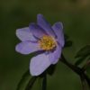 Anemone nemorosa 'Lismore Blue' ist eine der größten und kräftigsten blauen Buschwindröschen.
