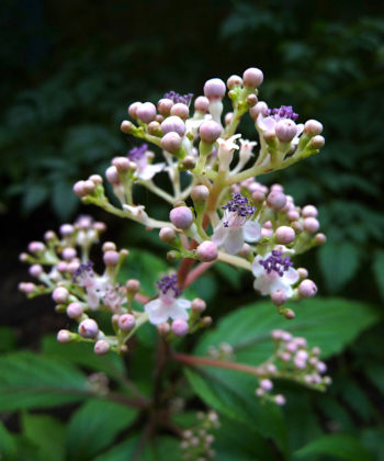 Cardiandra amamioshimensis mag einen kühlen und feuchten Standort. Alle Blüten der Scheinrispenhortensie sind fertil.