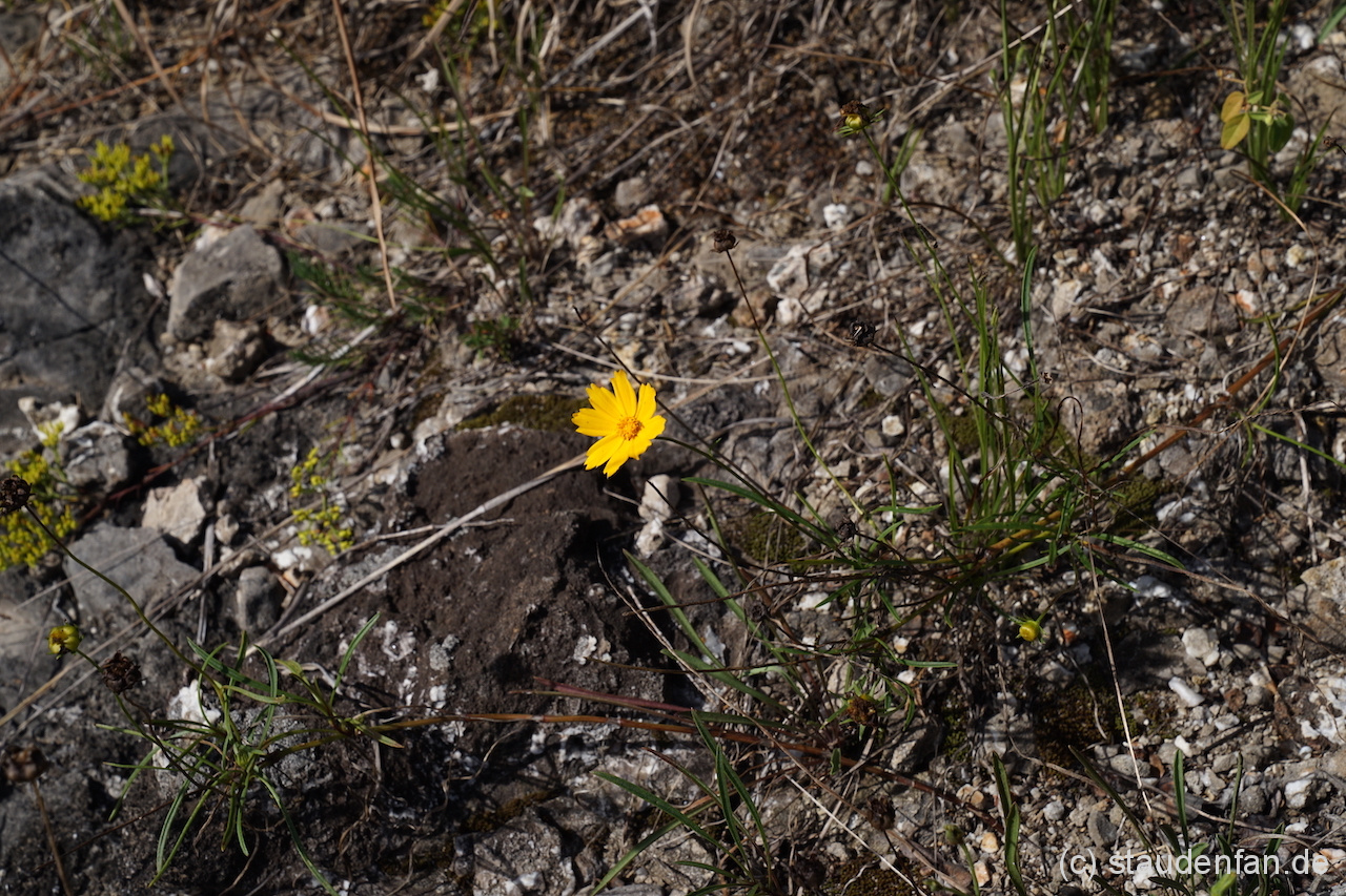 Coreopsis grandiflora var. inclinata am Naturstandort zusammen mit Amsonia cilliata var. tenuifolia.