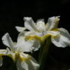 Iris sibirica 'Sibirischer Frühling'.