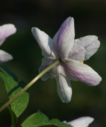 Die Rückseite der Blütenblätter vom Buschwindröschen Anemone nemorosa 'Evelyn Meadow's' ist rosaviolett überhaucht.