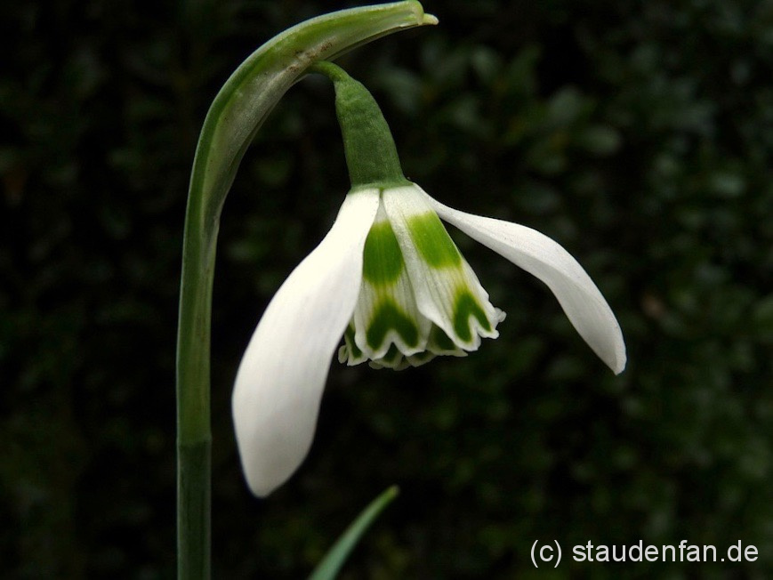 Galanthus 'Heffalump' ist ein Schneeglöckchen mit einem unvergleichlichem Charme. An wem die Ohren wohl erinnern..