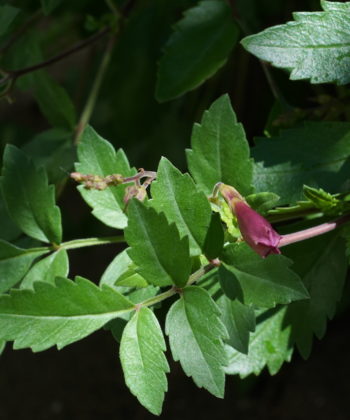 Incarvillea arguta CC7496 mit dem farnartigen Laubwerk.