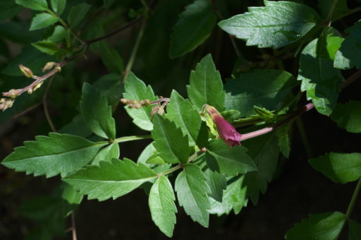 Incarvillea arguta CC7496 mit dem farnartigen Laubwerk.