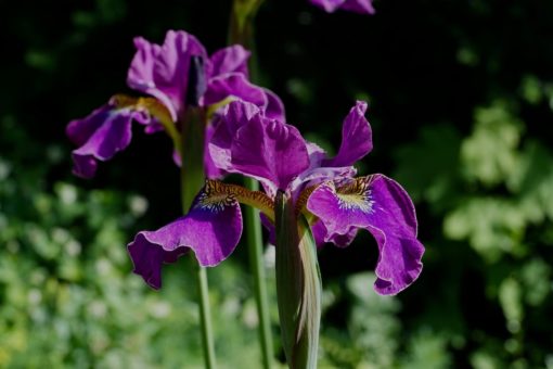 Iris 'Sibtosa Wine' ist die erste tetraploide „Iris sibirica x Iris setosa“ Hybride mit violett-roten Blüten. Tamberg 2010.