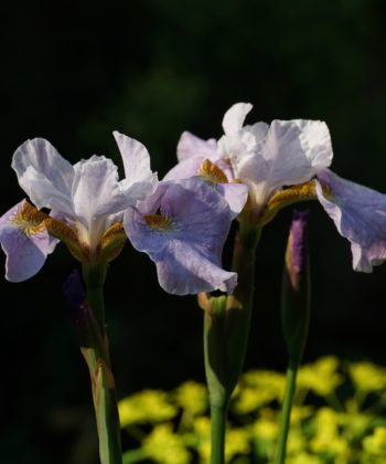 Die Domblätter der Wiesenschwertlilie Iris x sibtosa ‚Lavender Landscape’ sind fast weiß und heben sich deutlich ab.