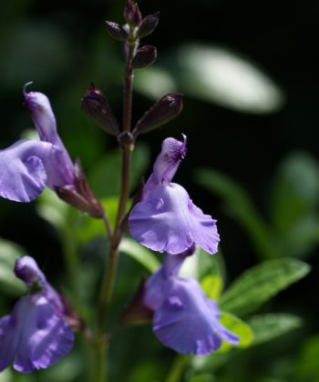 Der Ziersalbei Salvia 'Otis' ist eine farblich verführerische Kübelpflanze mit einer schier endlosen Blütezeit.