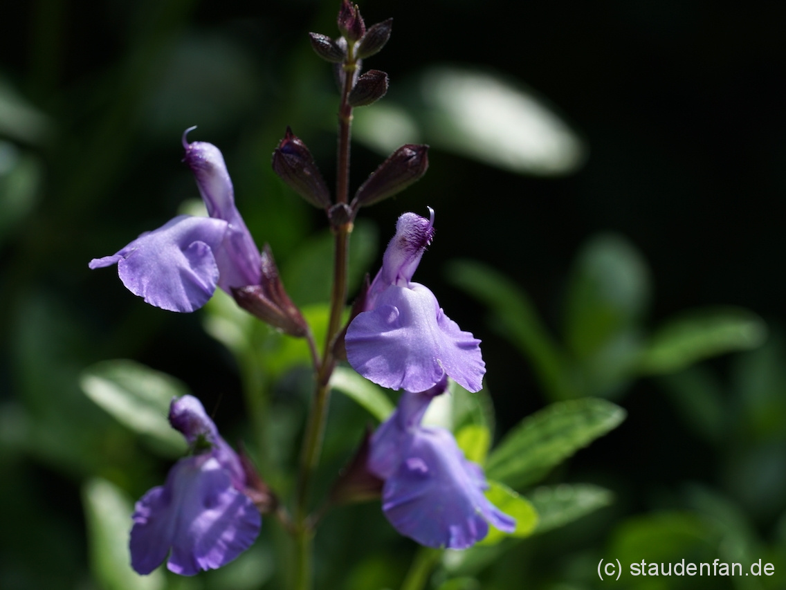 Der Ziersalbei Salvia 'Otis' ist eine farblich verführerische Kübelpflanze mit einer schier endlosen Blütezeit.