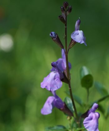 Salvia 'Otis' besitzt einen grazielen, leicht überhängenden Wuchs, wächst jedoch sehr langsam.