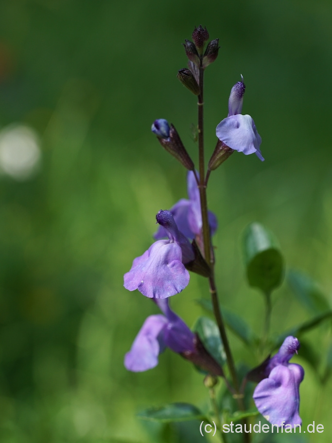 Salvia 'Otis' besitzt einen grazielen, leicht überhängenden Wuchs, wächst jedoch sehr langsam.