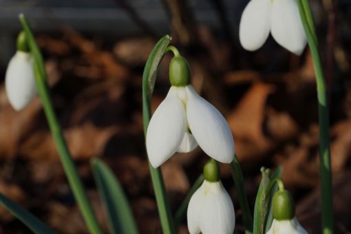 Das Schneeglöckchen Galanthus 'Cliff Curtis' hat große wohlgeformte Blüten.