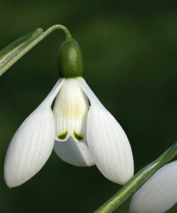 Das häufig bei Schneeglöckchen vorkommende grüne Hufeisen ist bei Galanthus 'Cliff Crtis' auf zwei Punkte reduziert.