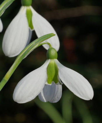 Eine elegante Erscheinung durch und durch: Galanthus 'Walnut'.