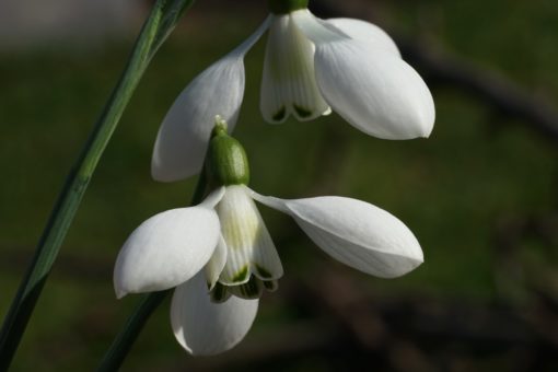 Galanthus ‚Cliff Curtis‘ ist ein Schneeglöckchen mit hohem Wiedererkennungswert.