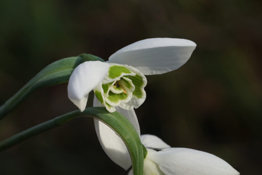 Galanthus elwesii 'Faringdon Double' hat locker gefüllte Blüten und ist ein früh blühendes Schneeglöckchen.