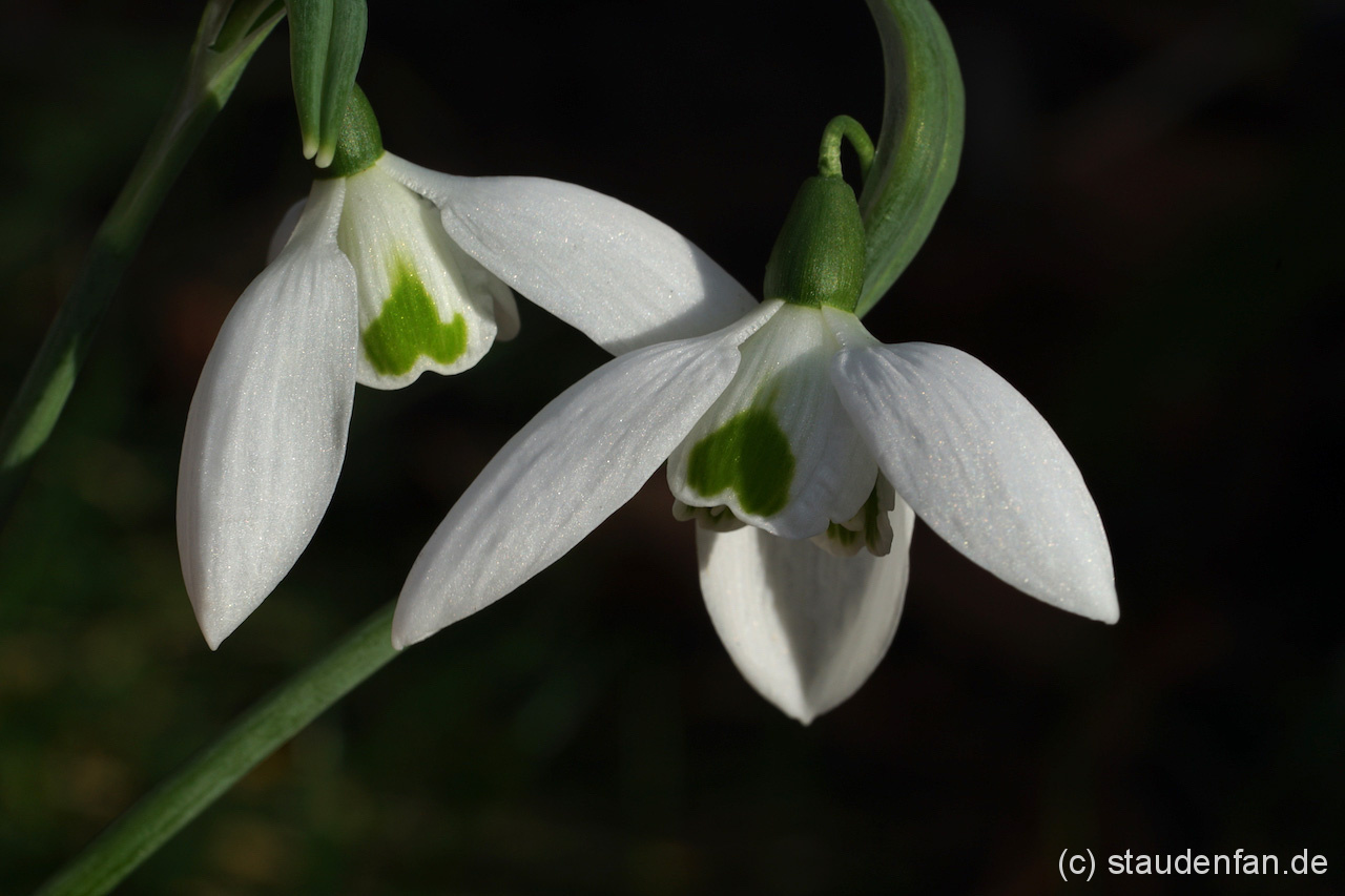 Bei Galanthus 'Faringdon Double' sieht die Zeichnung der äußeren Blütenblätter zuweilen wie ein umgedrehtes Herz aus.