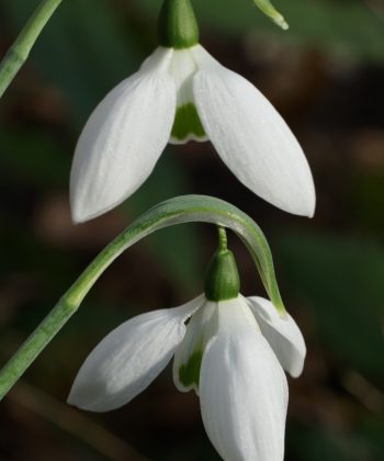 Das Schneeglöckchen Galanthus elwesii 'Faringdon Double' bei uns im Garten.