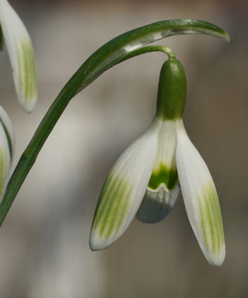 Galanthus vivalis 'Greenining Late' blüht oft noch im Mai. Ein vitales, wüchsiges und wunderschönes Schneeglöckchen.