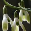 Typisch für das Schneeglöckchen Galanthus nivalis 'Greening Late' ist der lange und prominente Fruchtknoten.