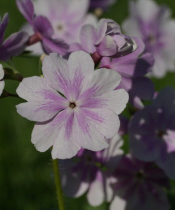 Eine beeindruckende Sorte der Japanprimel ist Primula sieboldii 'Hana-monyo'.