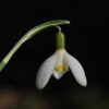 Die Zeichnung des Galanthus 'Blonde Inge' zeigt gelbe statt grünen Markierungen.