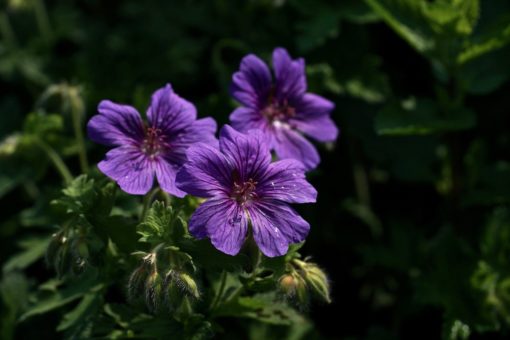 Der Storchschnabel Geranium x magnificum 'Rosemoor' hat große blau-violette Blüten.