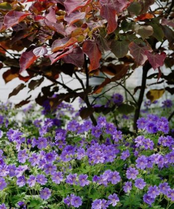 Der Prachtstorchschnabel Geranium x magnificum 'Rosemoor' kann sowohl mit Stauden, als auch mit Gehölzen kombiniert werden.