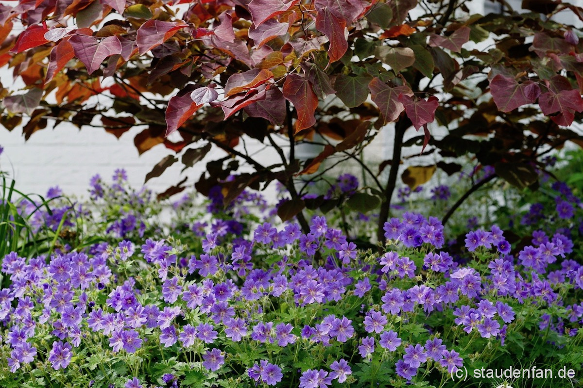 Der Prachtstorchschnabel Geranium x magnificum 'Rosemoor' kann sowohl mit Stauden, als auch mit Gehölzen kombiniert werden.