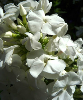 Der Phlox 'Scheehase' hat schneeweiße Blüten und kann auch gut im Vordegrund vom Gartenbeet verwendet werden.