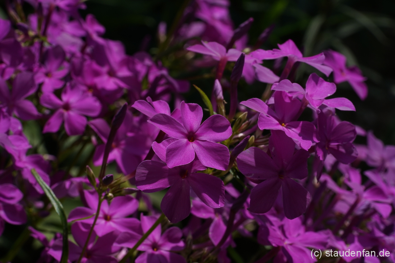 Phlox carolina 'Little Cahaba Glow' stammt aus Alabama.