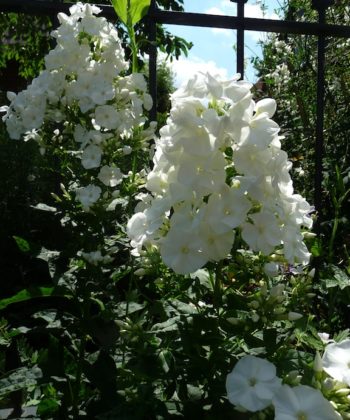 Phlox paniculata 'Schneehase' bildet üppige Seitenrispen, die sich hier im Bild, gerade zu Öffnen beginnen. Eine Flammenblume von Karl Foerster.
