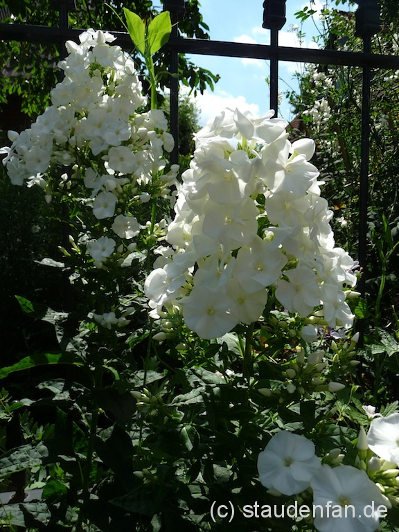 Phlox paniculata 'Schneehase' bildet üppige Seitenrispen, die sich hier im Bild, gerade zu Öffnen beginnen. Eine Flammenblume von Karl Foerster.