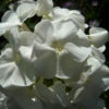 Phlox paniculata 'Schneehase' ist ein kompakter Traum in Weiß. Die Pflanzen blühend viel und bleiben niedrig.
