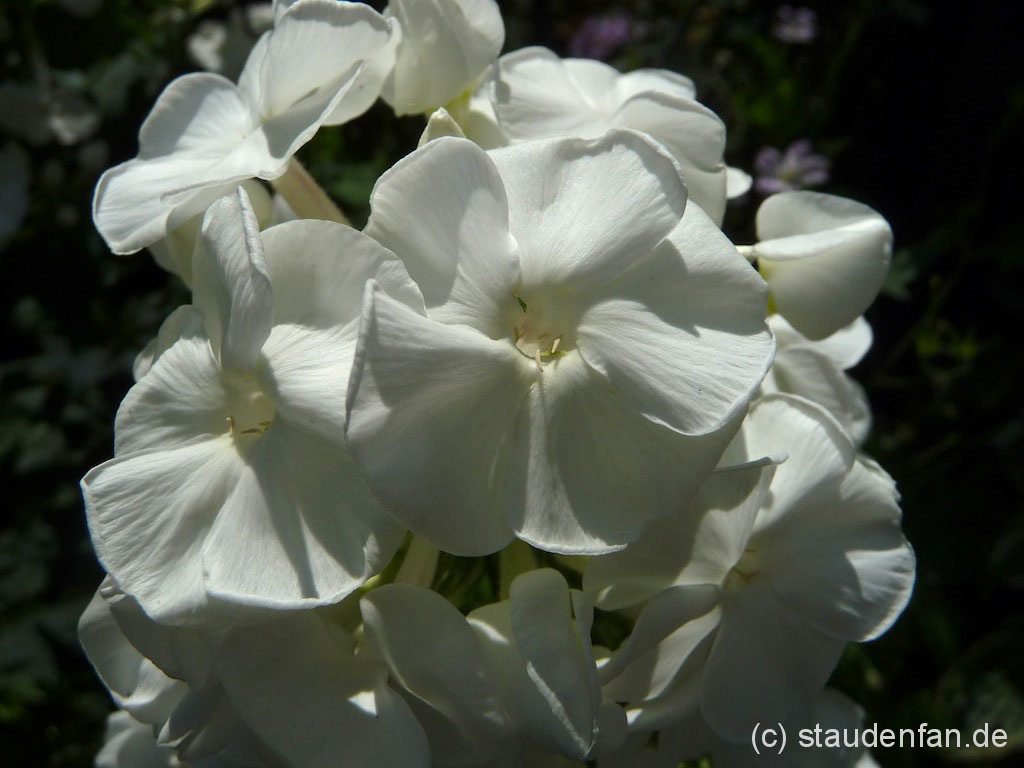 Phlox paniculata 'Schneehase' ist ein kompakter Traum in Weiß. Die Pflanzen blühend viel und bleiben niedrig.