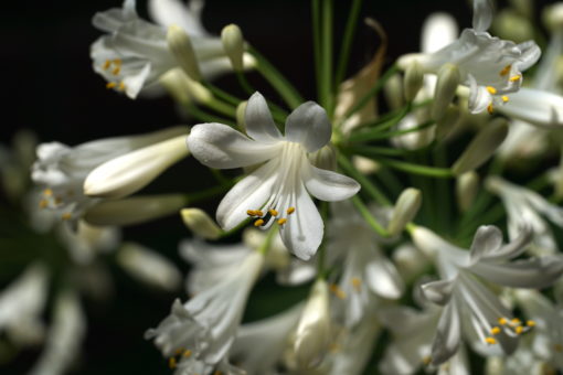 Agapanthus ‘Lowland Nursery’ ist bei uns stets die erste Sorte in Blüte.