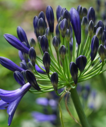 Die verheißungsvollen Knospen von Agapanthus 'Northern Star'.