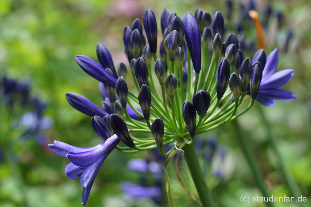 Die verheißungsvollen Knospen von Agapanthus 'Northern Star'.