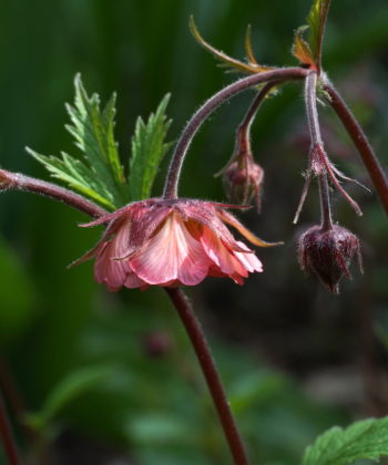 Geum 'Bell Bank'.