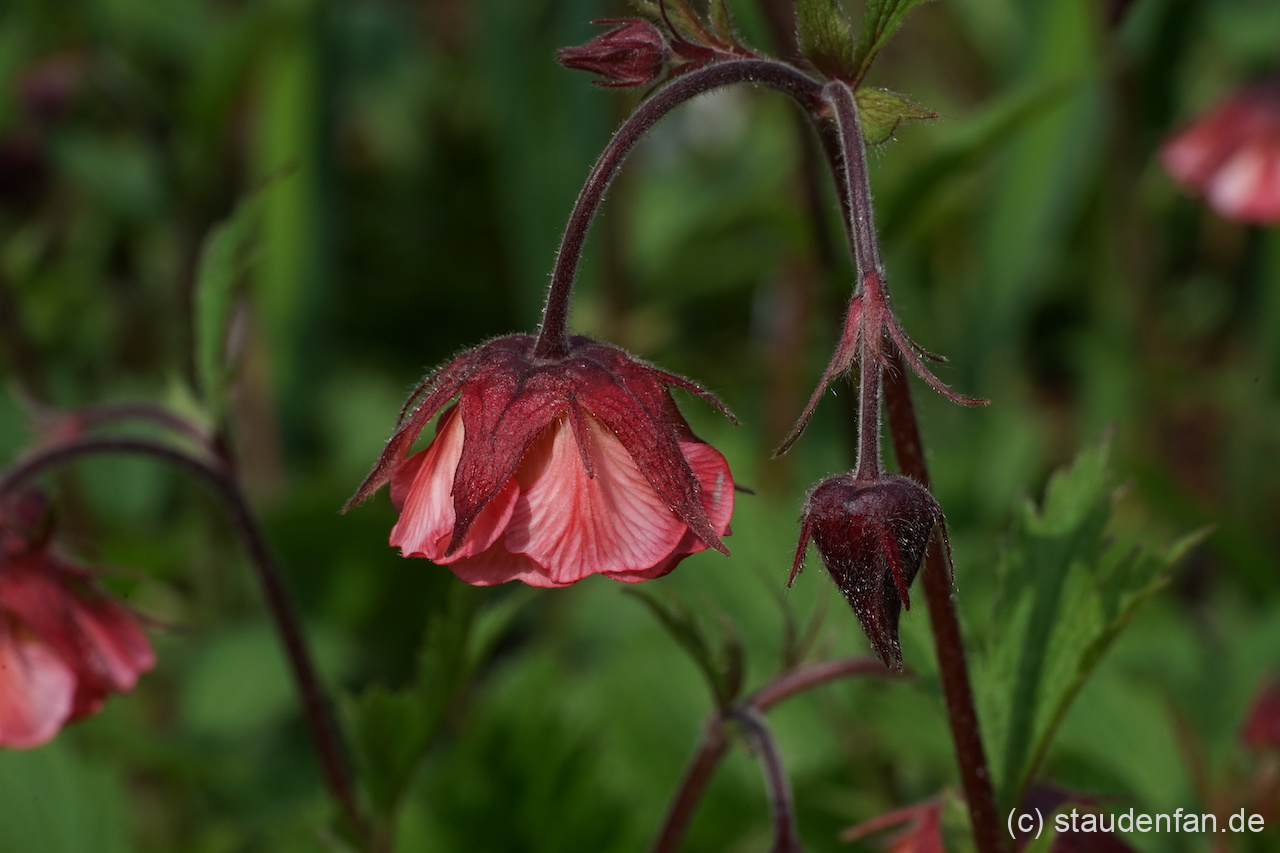 Geum 'Bell Bank' mit seinem großen Blütenglocken.