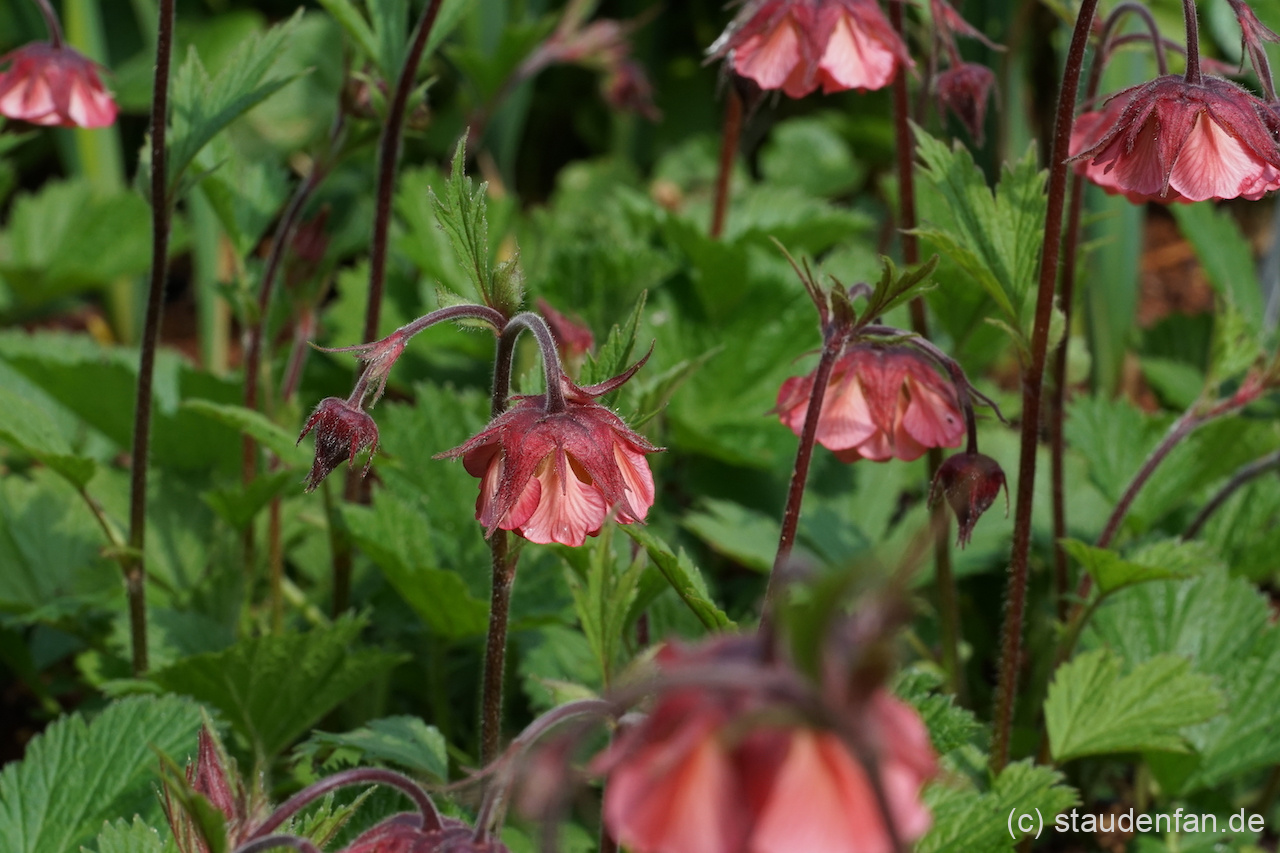 Geum 'Bell Bank' ist eine sehr ausdrucksstarke und elegante Hybride.