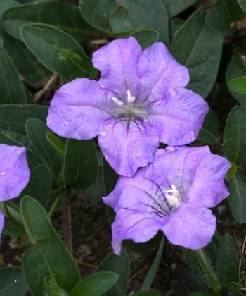 Ruellia humilis CWAH2018110 ist eine besonders farbkräftige Herkunft.