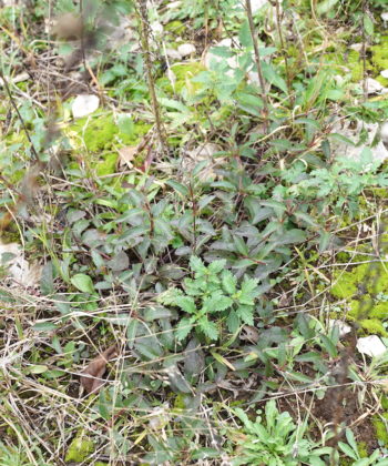 Ruellia humilis CWAH2018110 am Naturstandort in Tennessee.