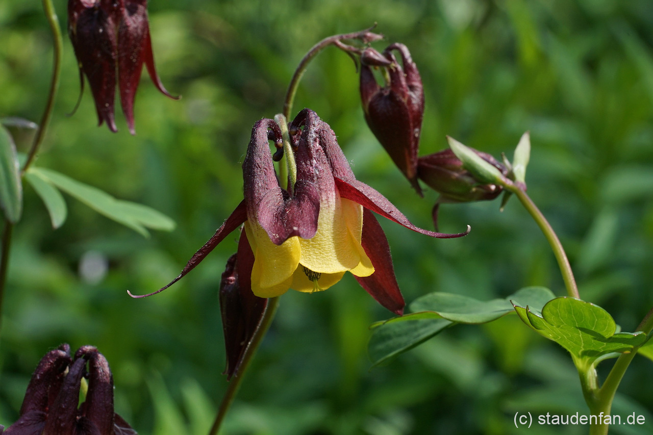 Aquilegia oxysepala Gärtnerei Staudenfan