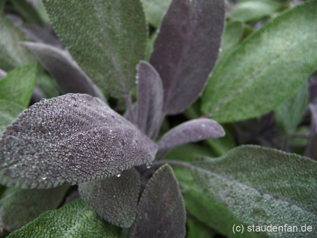 Der Gewürzsalbei Salvia officinalis 'Robin Hill' hat flauschige, pupurfarbene Blätter.
