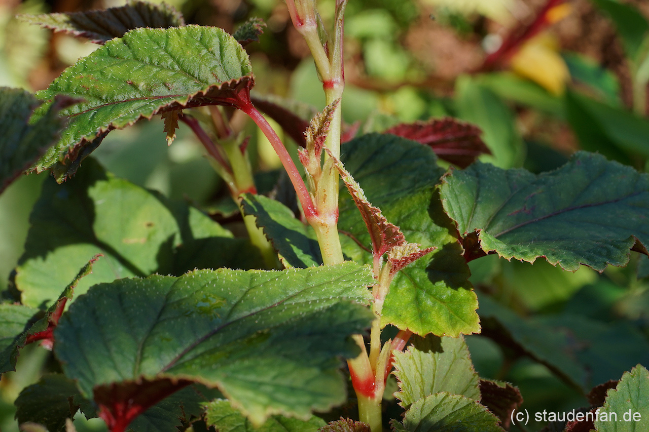 Begonia sinensis ‚Red Undies’ (BWJ8011) Gärtnerei Staudenfan