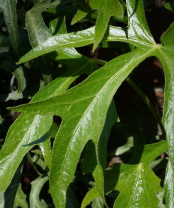 Der frische Austrieb von Hedera helix 'Maple Leaf'.