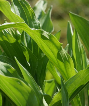 Hosta sieboldii forma spathula ist schöne Funkienwildart.
