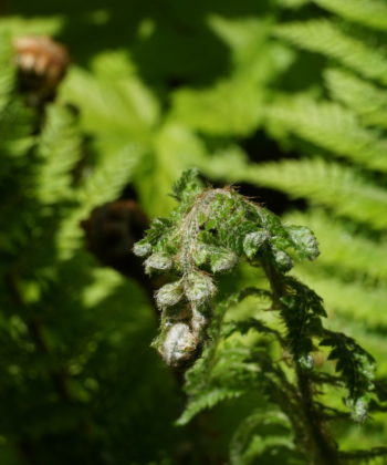Polystichum setiferum 'Foliosum Superbum' ist eine begehrte Rarität.