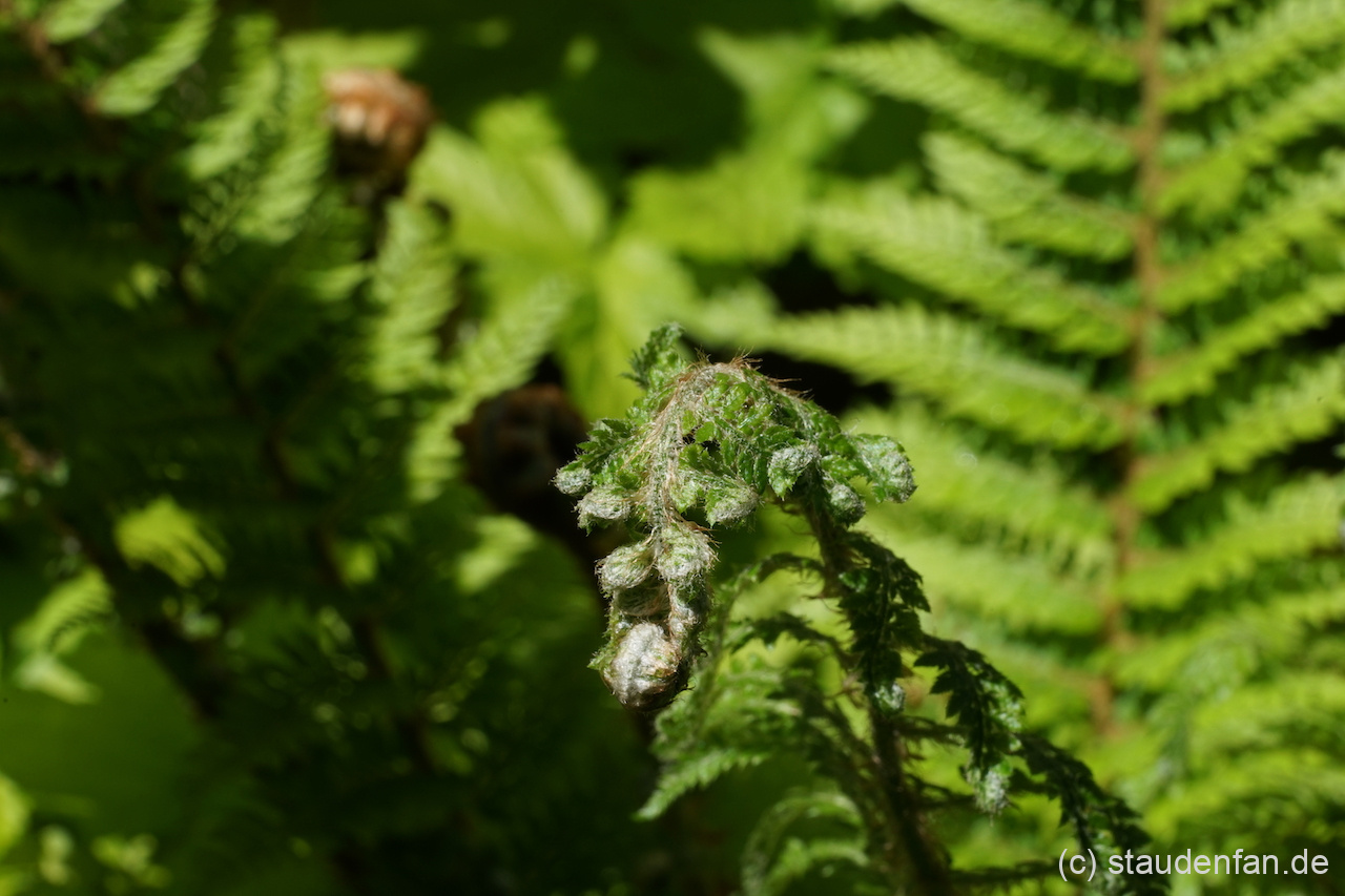 Polystichum setiferum 'Foliosum Superbum' ist eine begehrte Rarität.
